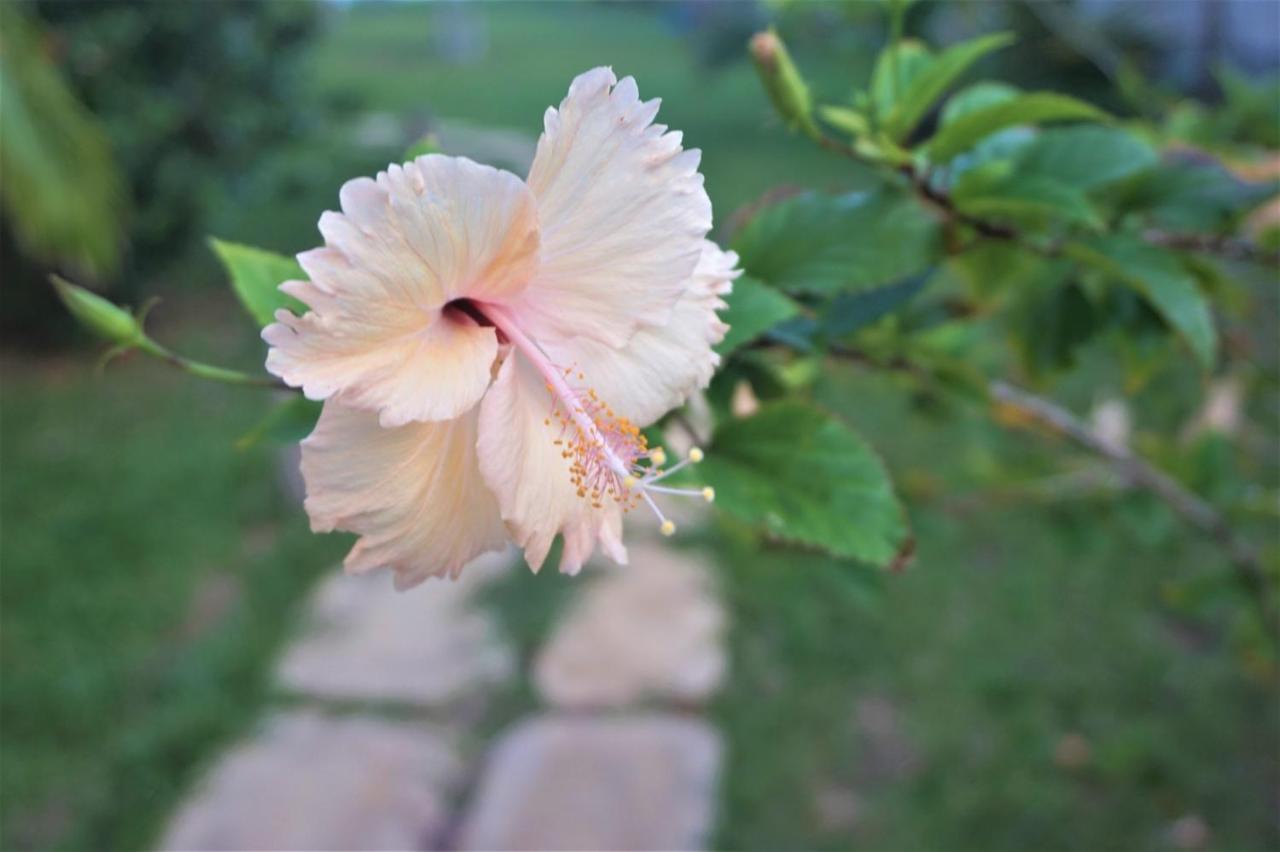 Lanka Beach Boutique Bungalows & Grand Villa Tangalle Kültér fotó