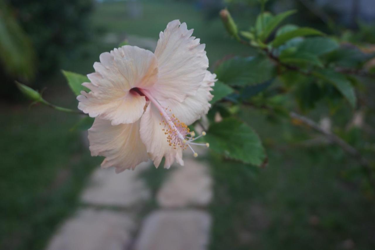 Lanka Beach Boutique Bungalows & Grand Villa Tangalle Kültér fotó